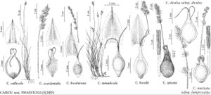FNA23 P79 Carex vallicola pg 291.jpeg