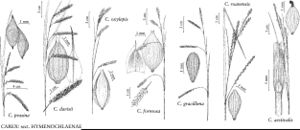 FNA23 P116 Carex prasina pg 464.jpeg
