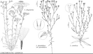FNA20 P49 Corethrogyne filaginifolia.jpeg