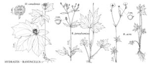 FNA03 P15 Hydrastis Ranunculus pg 89.jpeg