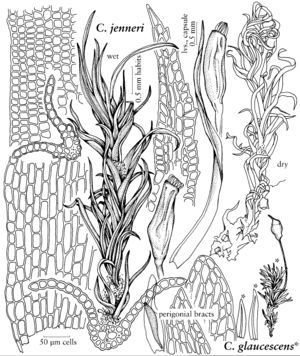 Dicr Cynodontium jenneri & glaucescens.jpeg