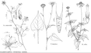 FNA21 P23 Sclerocarpus uniseria.jpeg
