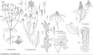 FNA21 P08 Guardiola platyphylla.jpeg