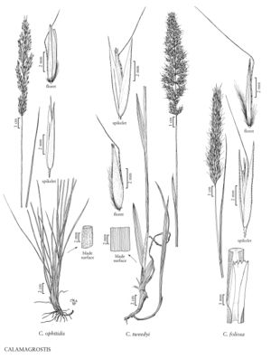 FNA24 P274 Calamagrostis pg 713.jpeg