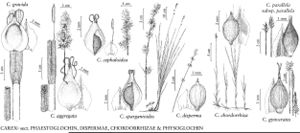 FNA23 P81 Carex gravida pg 296.jpeg
