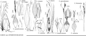 FNA23 P117 Carex arctata pg 468.jpeg