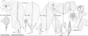 FNA03 P1 Magnolia Liriodendron pg 6.jpeg
