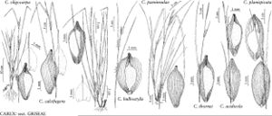 FNA23 P114 Carex oligocarpa pg 453.jpeg