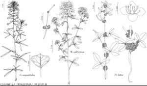 FNA7 P29 Cleomella angustifolia.jpeg