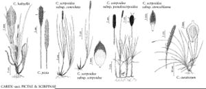 FNA23 P134 Carex baltzellii pg 550.jpeg