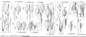 FNA23 P111 Carex purpurifera pg 437.jpeg