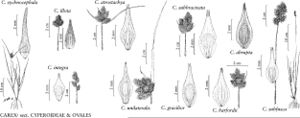 FNA23 P88 Carex sychnocephala pg 332.jpeg