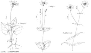 FNA21 P56 Arnica cordifolia.jpeg