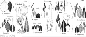 FNA23 P103 Carex mertensii pg 407.jpeg