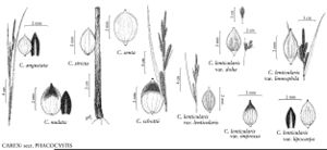 FNA23 P99 Carex angustata pg 389.jpeg