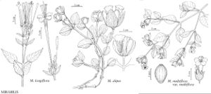 FNA4 P7 Mirabilis longiflora.jpeg