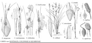 FNA23 P128 Carex turgescens pg 516.jpeg