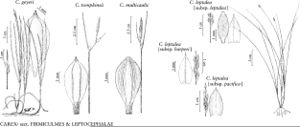FNA23 P137 Carex geyeri pg 564.jpeg