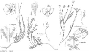 Erica Cinerea. Calluna Vulgaris. - Ericaceae. Fine-Leaved Heath