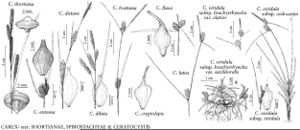 FNA23 P129 Carex shortiana pg 521.jpeg